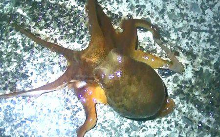 焼津港　タコ釣り、サビキ釣り　２７日、２８日